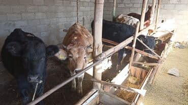 купить собаку доберман в бишкеке: Продаю | Бык (самец) | На откорм | Привязанные — 3