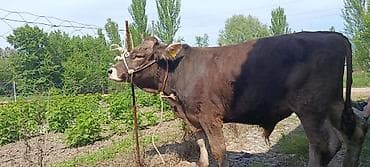 монбельярд цена: Продаю | Бык (самец) | На откорм | Осеменитель — 1