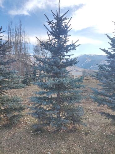 зеркала бишкек: Саженцы деревьев: Ели — 6