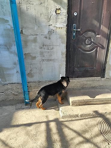 кавказская овчарка цена бишкек: Немецкая овчарка, 4 месяца, Самка, С прививкой — 6