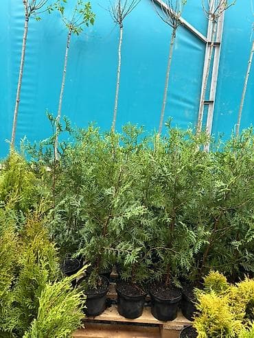 Үй жана бакча: Хвойные саженцы в контейнерах для озеленения участков - — 10