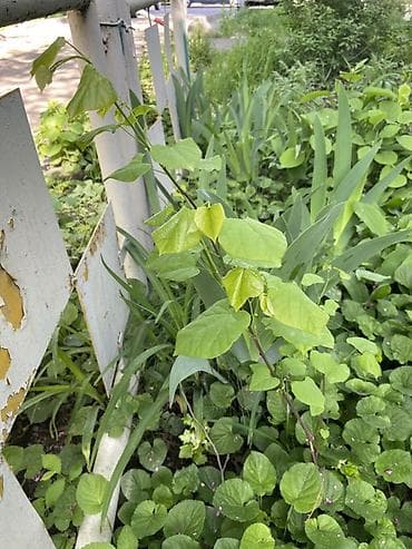 купить дерево катальпа: Саженец дерева Иудино дерево (Cercis canadensis) другое название- — 2