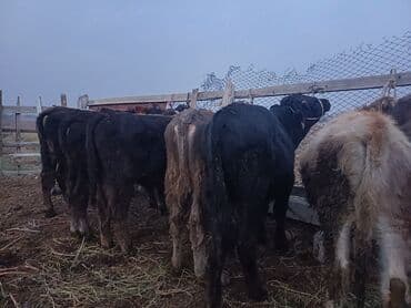 Иттер: Сатам | Музоо | Аргын | Бордоп семиртүү үчүн | Байланган — 1