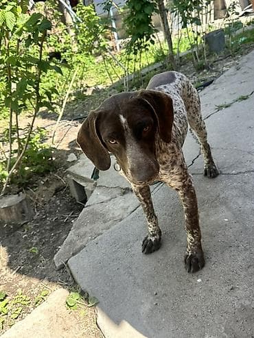 щенки ягдтерьер: Курцхаар, 8 месяцев, Самец — 3