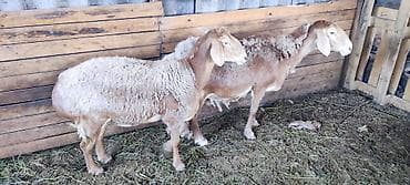 Продам с/х животных: Продаю | Овца (самка) | Арашан | Для разведения | Матка — 2