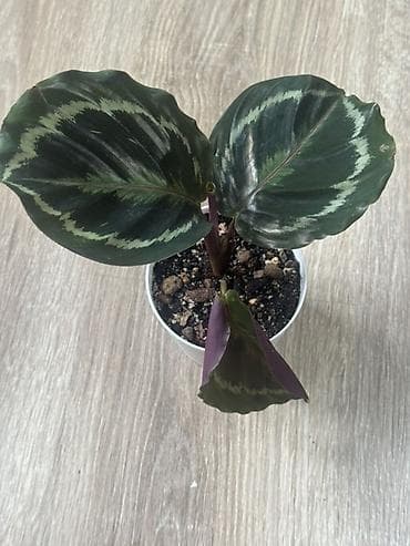 green leaf: Калатея (вероятно Calathea roseopicta/medallion) в горшке. - — 2