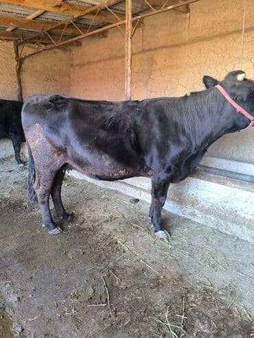 брама кохинхин цыплята: Продаю | Корова (самка) | Для молока | Привязанные — 4