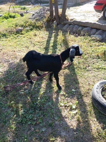 купить собаку доберман в бишкеке: Продаю | Коза (самка) | Для разведения | Котные — 2