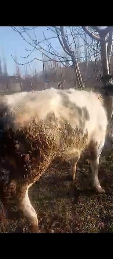 бигль цена: Продаю | Тёлка, Музоо, торпок | Бельгийская | На откорм, На забой, Для разведения — 4