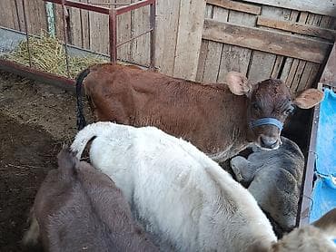 шотландская кошка цена бишкек: Продаю | Бык (самец), Музоо, торпок | Ангус, Алатауская, Швицкая | На откорм, На забой, Для разведения | Племенные, Искусственник — 10