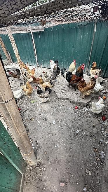 перепелки живые: Продаю | Куры — 2