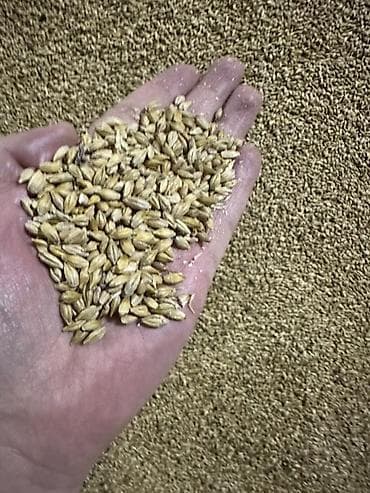 А/ч жаныбарлары үчүн тоюттар: Продаю ячмень насыпью 22,5и в мешках 23сом только оптом — 2
