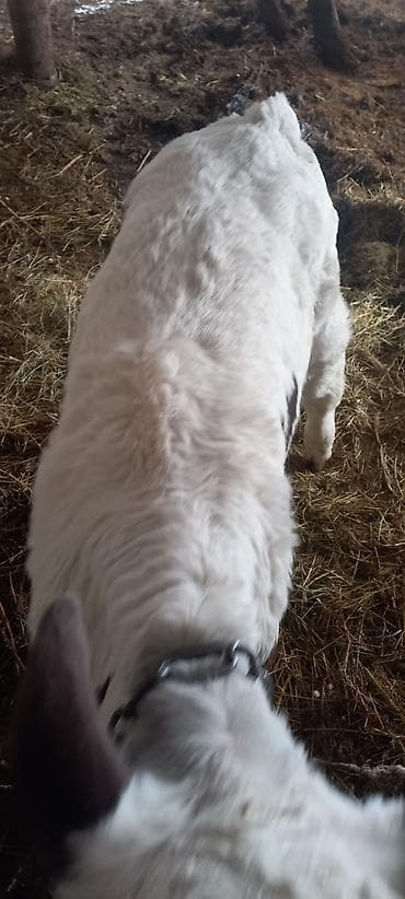 бык бука: Продаю | Музоо, торпок | Полукровка | На откорм — 7