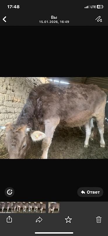 Продаю | Корова (самка) | Швицкая | Для молока