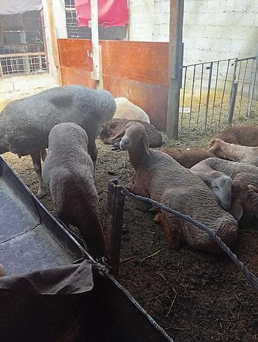 машинка овец: Продаю | Овца (самка) | Для разведения | Матка — 1