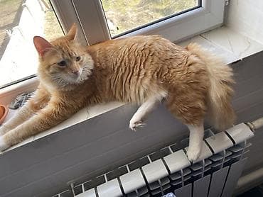 большие кошки: 11 месяцев, Мальчик, Метис, Приучена к лотку, С прививками — 3