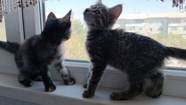 во сколько месяцев стерилизовать кошку: Кошка даром: Беспородная, 2 месяца, Девочка, Проглистована — 3