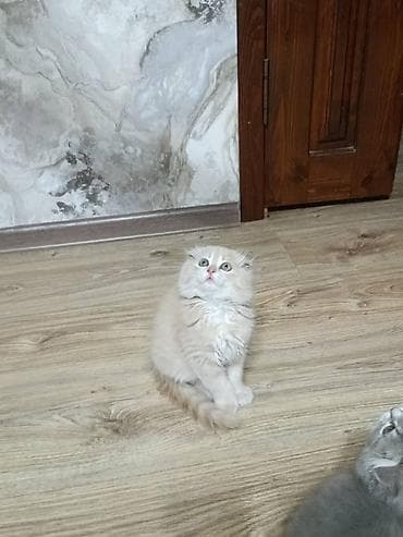 сколько стоит вислоухая кошка: Скотиш Фолд (Шотландская вислоухая), 2 месяца, Мальчик, Приучена к лотку — 7