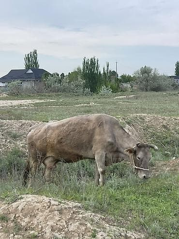 бультерьер щенки: Продаю | Корова (самка), Бык (самец), Тёлка | Для разведения — 3