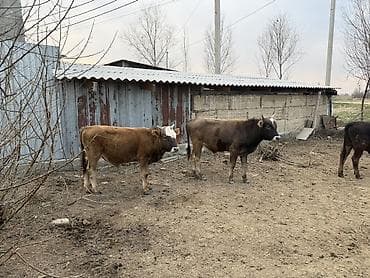 куплю корову на мясо: Продаю | Музоо, торпок | Швицкая, Симментальская | На откорм, Для разведения — 10