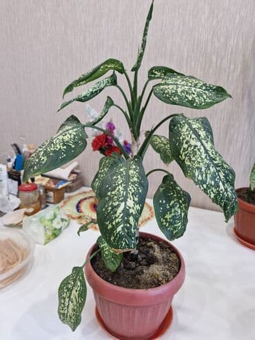 семена помидор бишкек: Комнатные цветы: фиалкигерани,фикусы,сансивьерия,дифенбахия — 8
