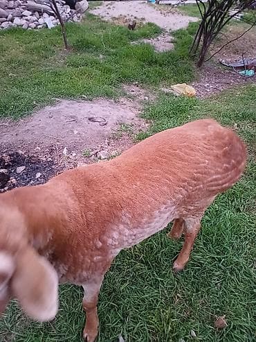 Продаю | Баран (самец) | Эдильбаевская | Для разведения | Племенные — 9