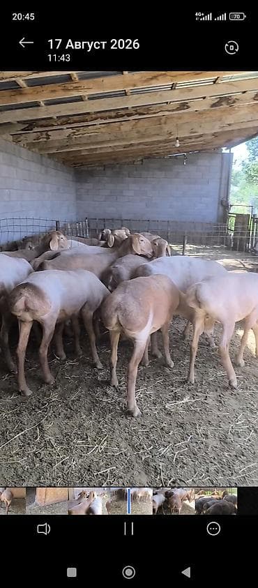 Продаю | Овца (самка) | Арашан | Для разведения | Ярка at lalafo.kg Продаю | Овца (самка) | Арашан | Для разведения | Ярка