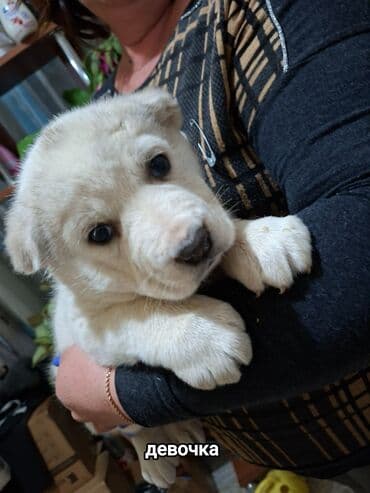 купить элитного щенка немецкой овчарки: Алабай, 1 месяц, Самка — 4