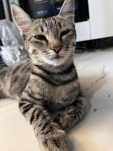 d cat: Кошка даром: Беспородная, Девочка — 3