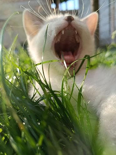 Мышыктар: 🐱 Отдаем котят в добрые руки 🐱 Ищем любящих и ответственных хозяев — 7