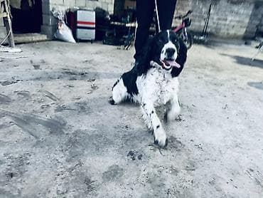 стерилизация собак бишкек цена: Английский спрингер-спаниель, черно-белый окрас с пятнами. Собака — 7