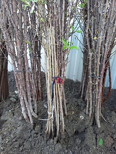 готовые пучки: Предлагаются к продаже пучки саженцев растений. Саженцы представлены в — 2