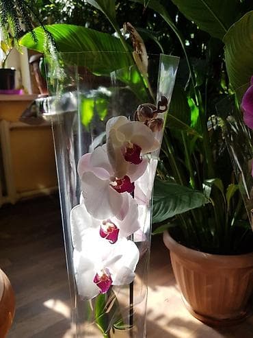 оптом дешево: Комнатные цветочки к 8 марта, высшего качества оптом и в розницу — 8