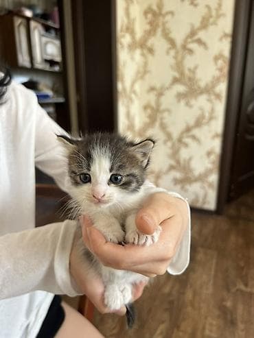 коты город ош: Котята домашние, помет из нескольких малышей: - Окрас: сплошной серый — 2