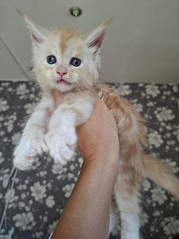 котят в хорошие руки: 🐾 В продаже элитные котята мейн-куны с полным пакетом Документов — 2