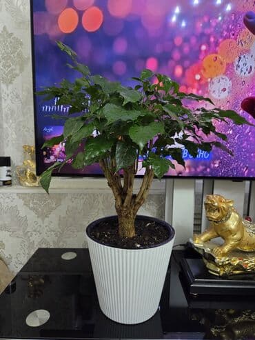 водоросли для аквариума купить: Комнатные растения в горшках: - Каланхоэ, бегония тигровая — 26