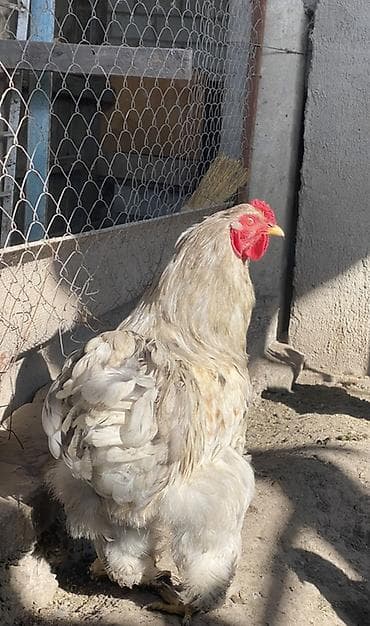 домашняя сова купить: Продаю | Куры | Брама | Для разведения — 4