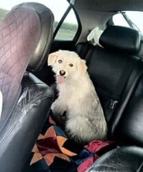 домик для собаки бишкек: 1 жаш, Ургаачы, Эмделген — 2