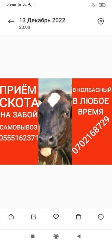 Куплю | Коровы, быки, Лошади, кони, Другие с/х животные | Круглосуточно, Любое состояние, Забитый at lalafo.kg Куплю | Коровы, быки, Лошади, кони, Другие с/х животные | Круглосуточно, Любое состояние, Забитый