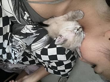 4 месяца, Девочка, Приучена к лотку — 3