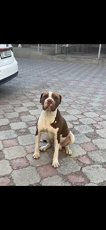 купить собаку доберман в бишкеке: Питбуль, 1 год, Самец — 2