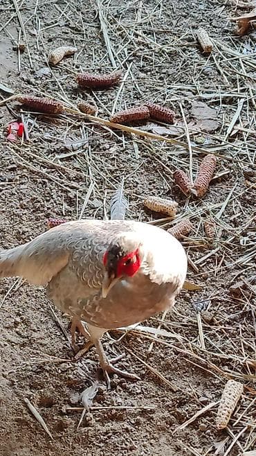 Козы, козлы: Птицы для приусадебного хозяйства. - Утка с насыщенным тёмно‑зеленым — 8