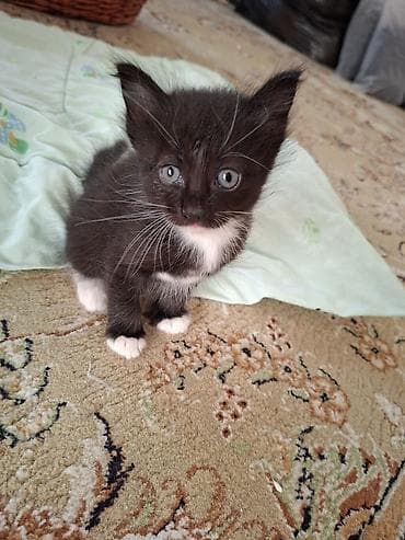Милые котята в добрые и ответственные руки 🐱Описание:Отдаем в добрые