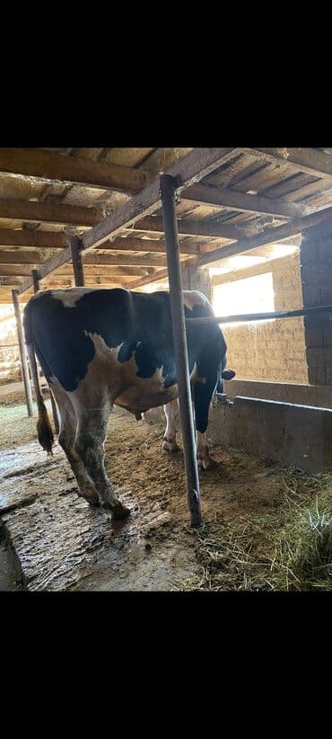 дом для собаки: Продаю | Бык (самец) | Голштин | Для разведения | Племенные — 3