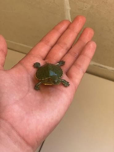 Зоотовары: Маленькая водная черепашка отличное решение для подарка аксессуары  — 2