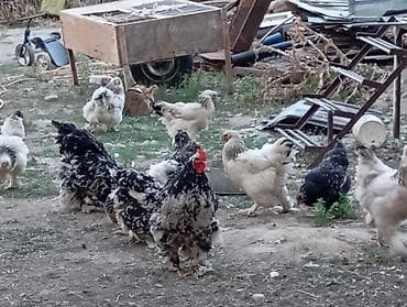 С/х животные и товары: Продаю | Куры | Брама | Для разведения — 3