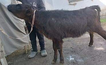 А/ч жаныбарларын сатам: Сатам | Кунаажын | Аргын | Көбөйтүү үчүн | Жасалма уруктандырылган — 5