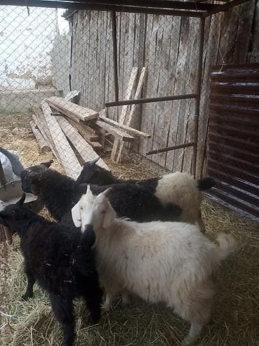 шатланский кошка: Продаю | Козлёнок | Для разведения — 4