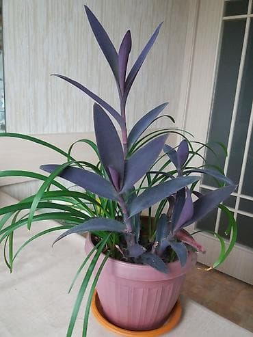 цветущие: Традесканция фиолетовая и выскочка Растения цветущие 350сом — 1