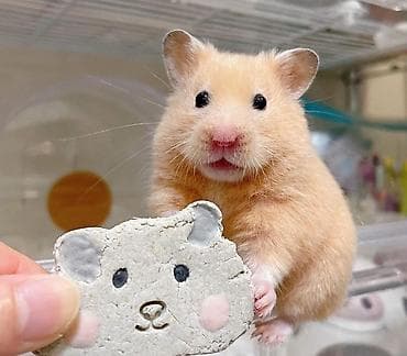 Собаки: Продаются хомячки сирийские, ангорские пушистые хомячки, джунгарские — 1